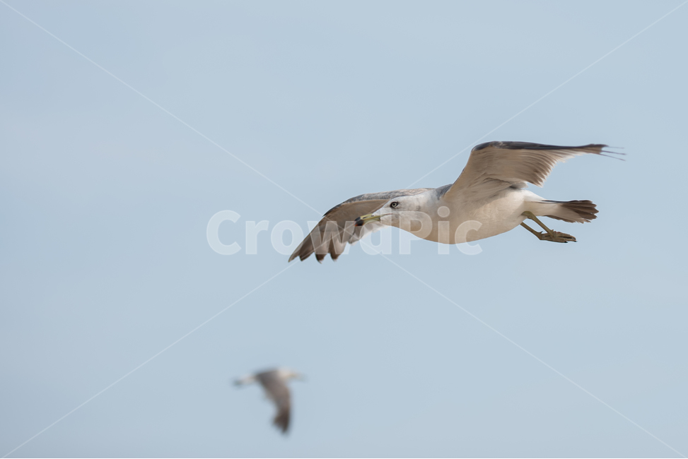 하늘,새,비둘기,조류,배경,sky,bird,동물,animal,조류,새,birds