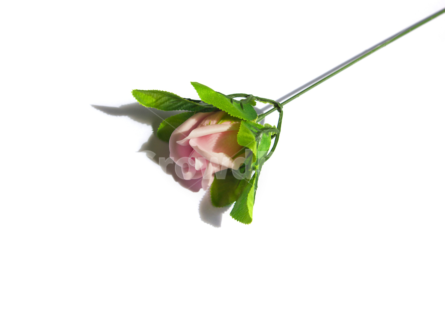 장미,로즈,꽃,플라워,조화,비누,비누꽃,핑크,분홍,줄기,잎,나뭇잎,잎사귀,흰배경,클로즈업,사물,자연,식물,꽃,flower,누끼,remove background