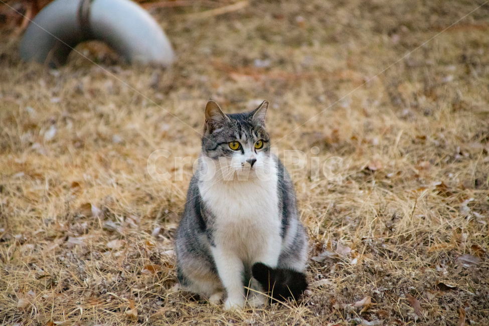 고양이,cat,길고양이,야생,동물,동물,animal,포유류,mammal,고양이,cat,kitten,kitty