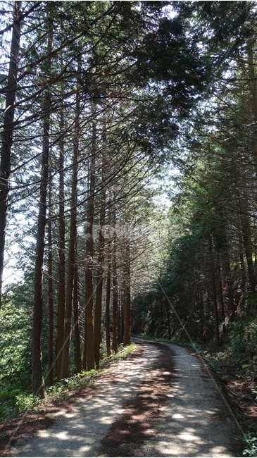 나무,숲,forest,tree,편백나무,히노키,hinoki,편백나무숲,산길,계곡,valley,nature,자연,green,초록,하동,하동편백나무숲,물안골,물안골용용편백림