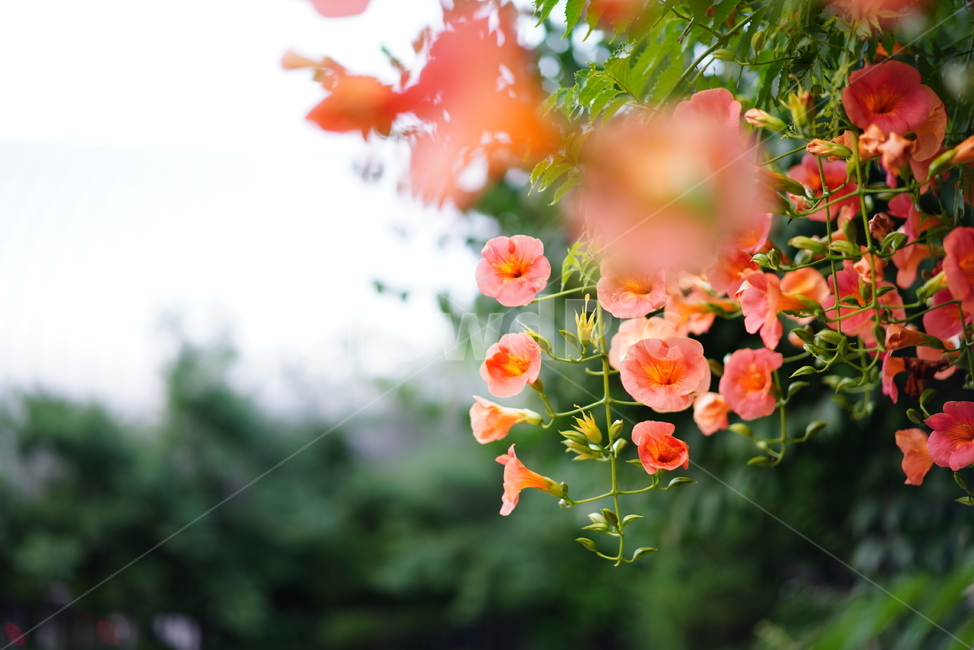 능소화,꽃,컬러,색감,주황,생명,식물,생물,flower,식물,자연,plants,nature,꽃,flower
