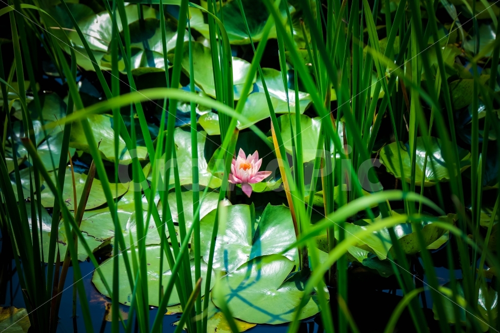 풍경,자연,연꽃,혼자,홍일점,식물,자연,plants,nature,꽃,flower