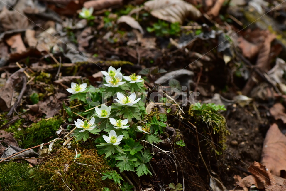 모데미풀,야생화,봄,꽃,풀꽃,자연,식물,식생,plants,nature,spring,season,flower