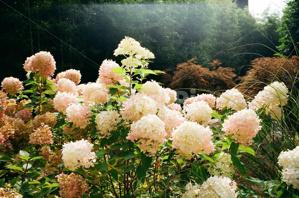 flower,꽃,blossom,수국,hydrangea,자연,식물,plant,식물,자연,plants,nature,꽃,flower