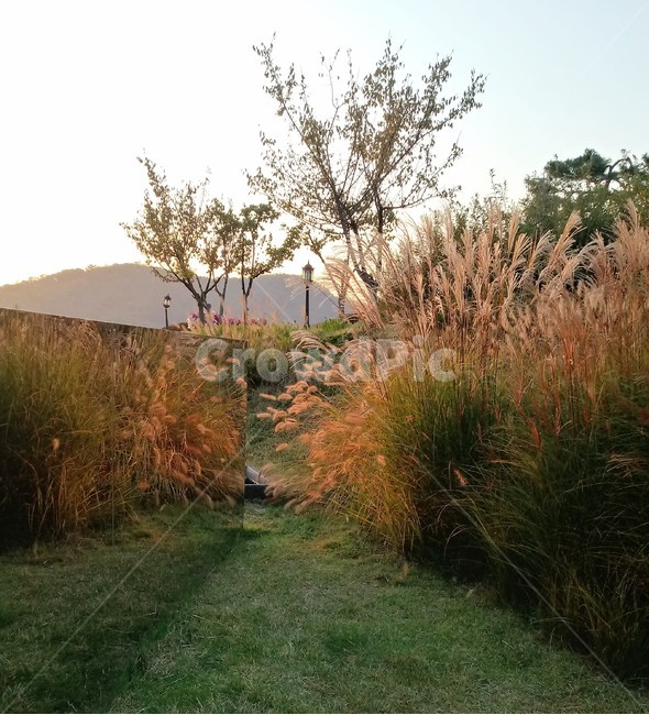 갈대,식물,plant,reed,겸가,여러해살이풀