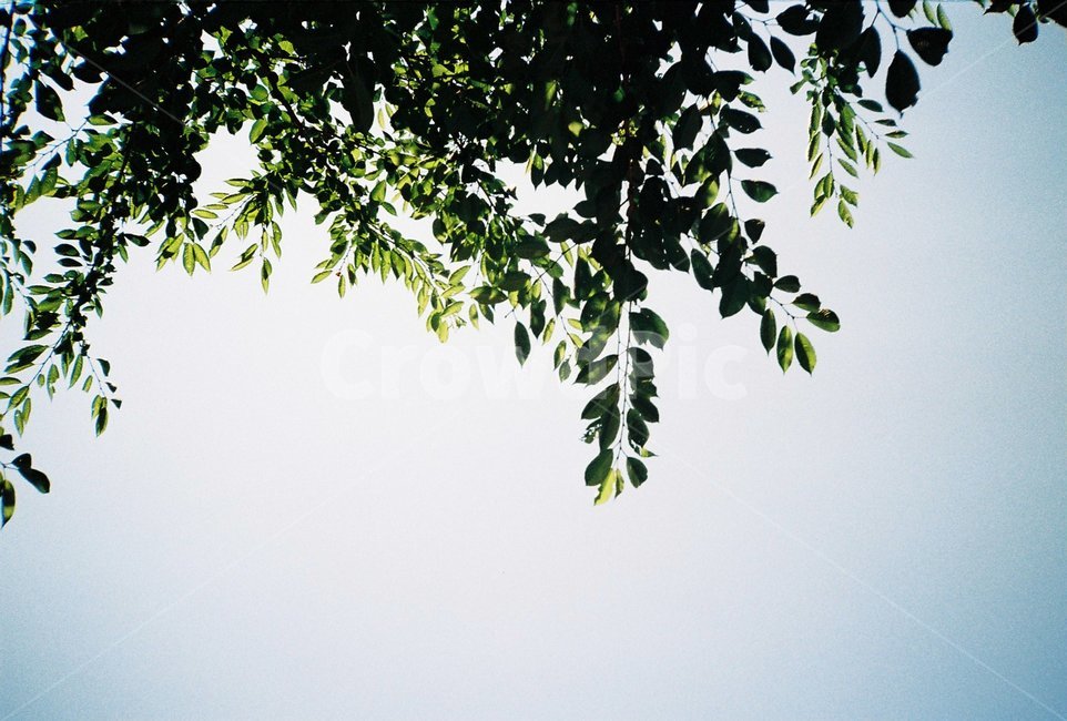 나무,파란하늘,녹색,맑은하늘,하늘,sky,tree,green,korea