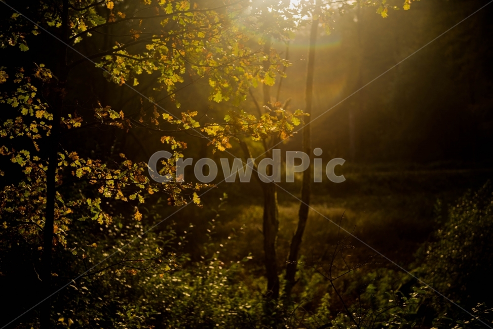 자연,숲,일상,산책,나무,식물,자연,plants,nature,나무,trees,wood,감성,sensible,feeling,휴식,힐링,rest,relaxation,healing
