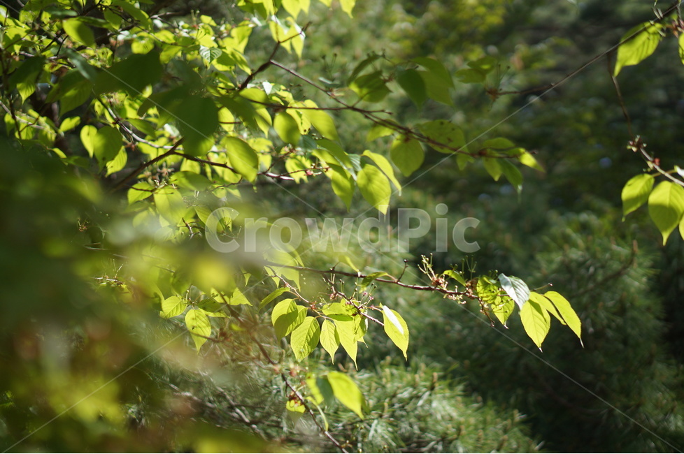 아침,햇빛,따사로움,식물,나무,풀,봄,식물,자연,plants,nature