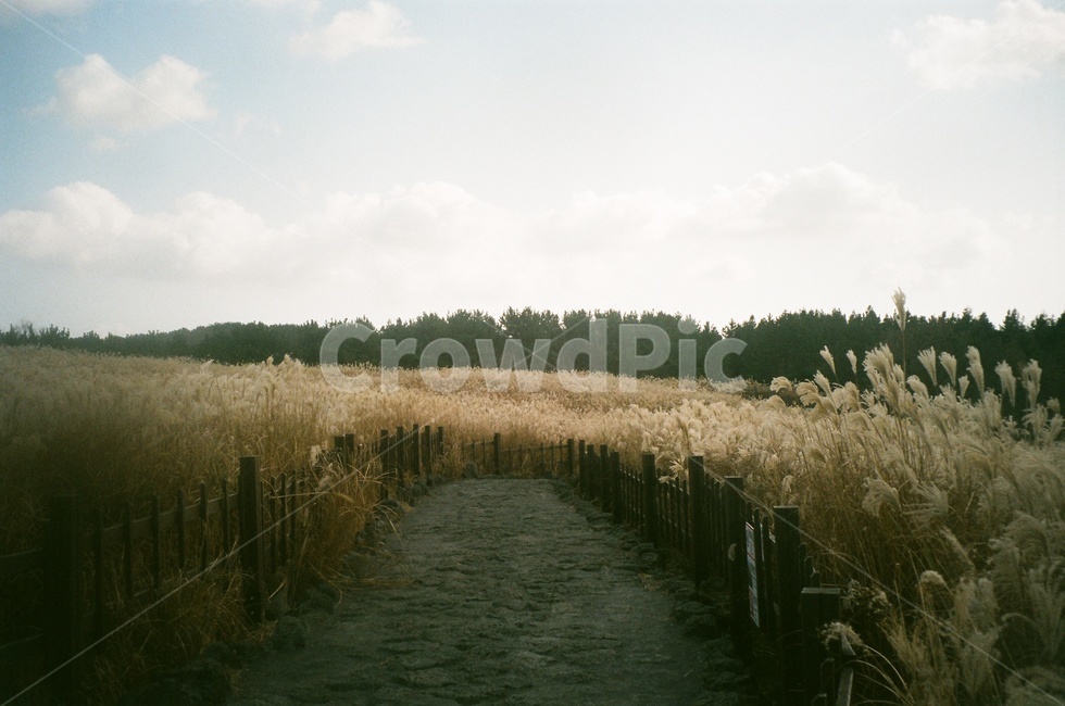 제주오름,산굼부리,억새,들판,산책로,황금빛,하늘,필름사진,자연,풍경,nature,landscape,grass,잔디,plant,식물