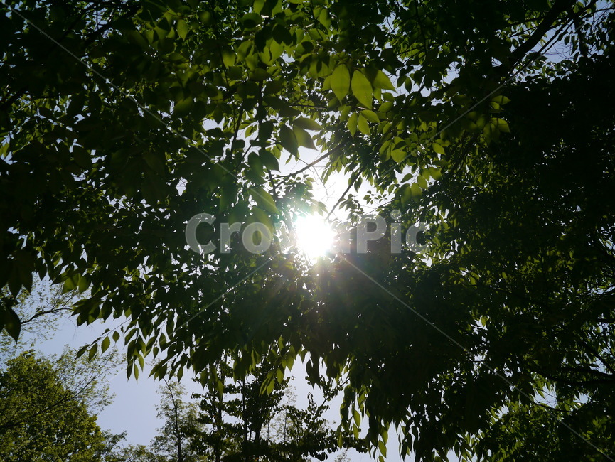 햇빛,하늘,나무,여름,푸른나무,여름,계절,summer,season,자연,풍경,nature,landscape,light,빛,flare,플레어
