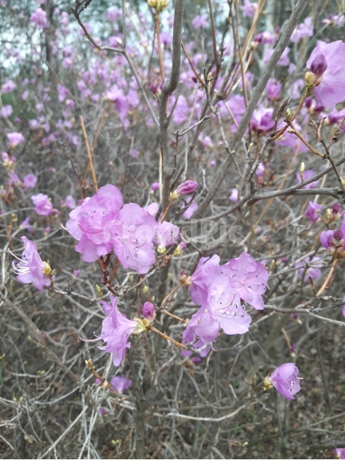 꽃,식물,flower,꽃나무,plant,flowers