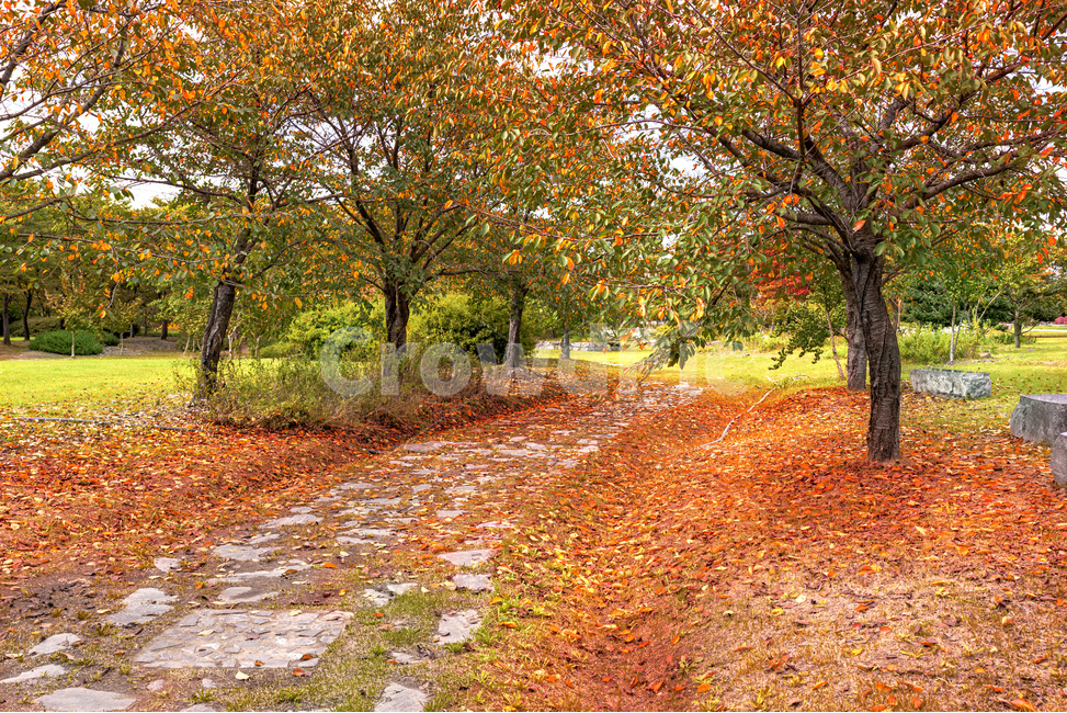 단풍,낙엽,가을,산책길,공원,잔디,노랑,빨강,tree,나무,plant,식물,leaf,잎,ground,바닥,treetrunk,나무줄기,가을,계절,fall,autumn,season,자연,풍경,nature,landscape,tree trunk,나무 줄기