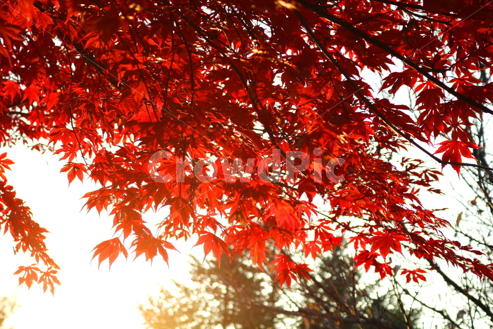 단풍,단풍나무,나무,식물,가을,자연,가을,계절,fall,autumn,season,식물,자연,plants,nature,plant,leaf,잎,tree,maple