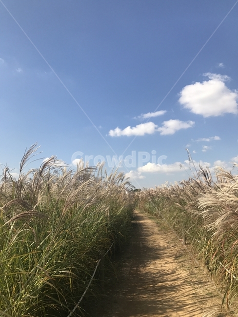 갈대,갈대숲,갈대밭,산책로,산책,들풀,갈대길,하늘,구름,파란하늘,풍경,배경,여유,Sky,Cloud,자연,풍경,nature,landscape,grass,잔디,plant,식물,lawn,reed