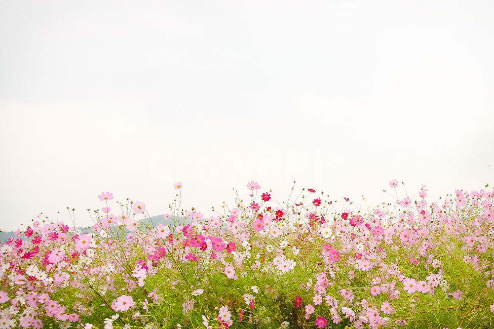 꽃,식물,flower,코스모스,핑크,가을,계절,fall,autumn,season,plant,blossom,geranium,제라늄