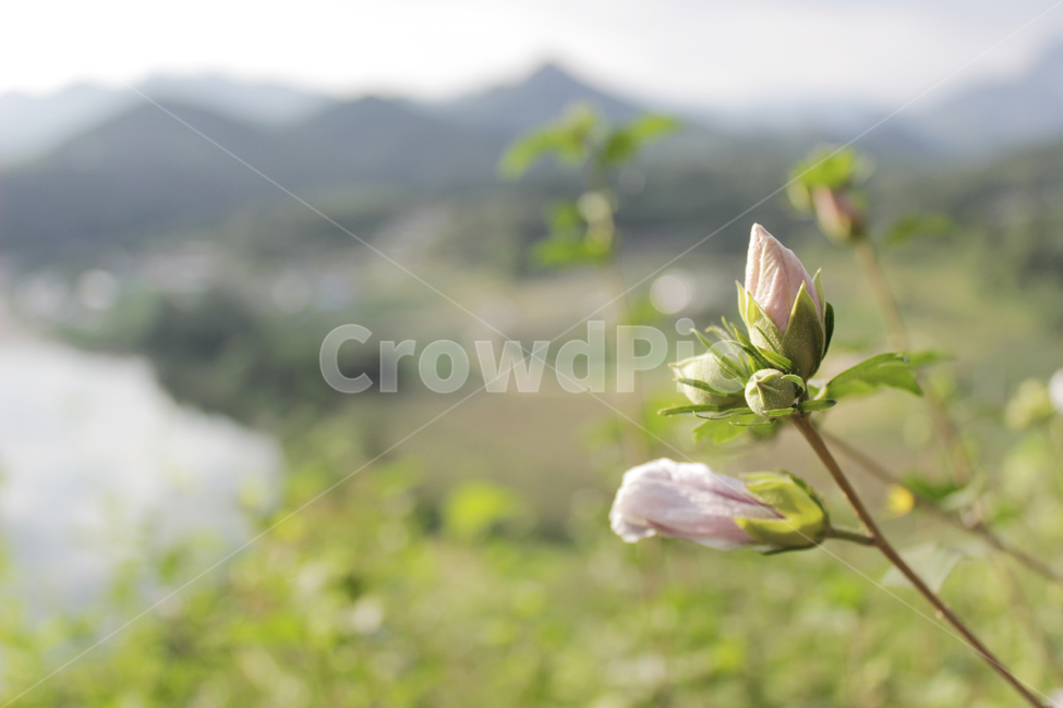 무궁화,봉우리,꽃봉오리,꽃봉우리,봉오리,bud,여름,summer,나무,시골,rural,식물,plant,귀농,농촌,nature,자연,풍경,논,밭,논밭,산,한국배경,backgrond,백그라운드,town,country,영원,영월