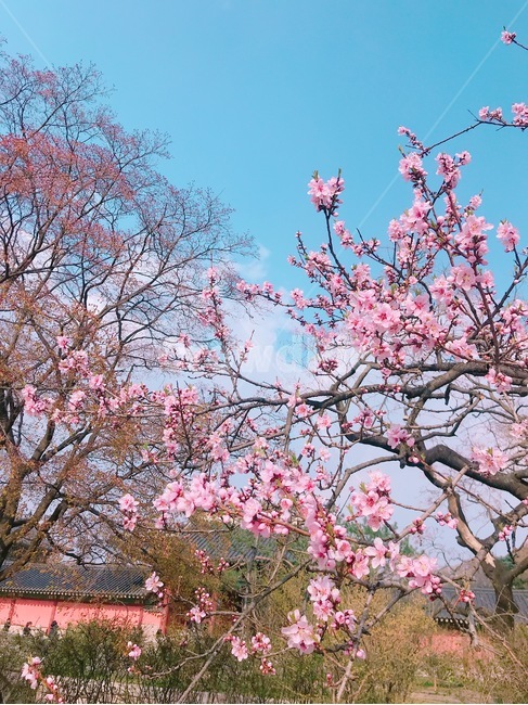 벚꽃,봄,데이트,핑크,하늘,벚꽃나무