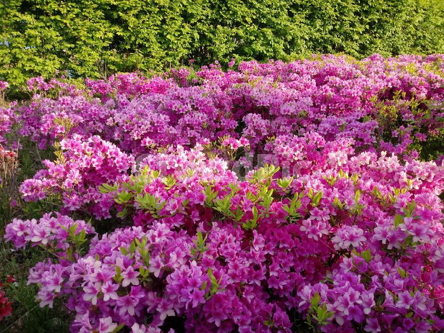 영산홍,진달래과,映山紅,상록관목,관상용,붉은색꽃,봄꽃,식물