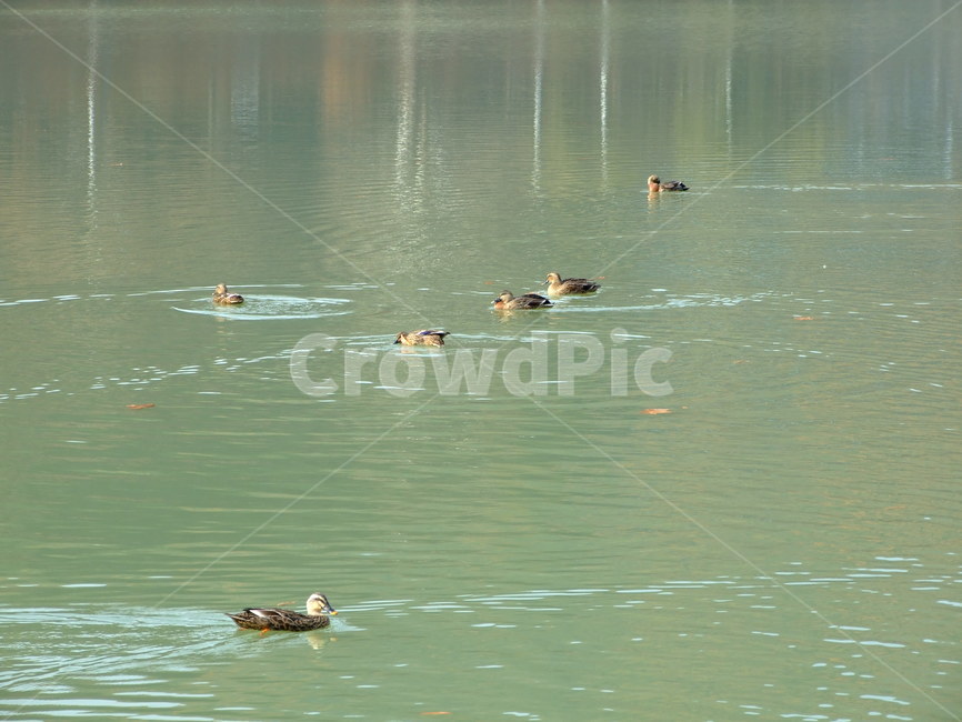 오리,물오리,호수,풍경,시골,동물,animal,조류,새,birds