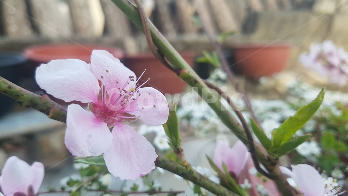 꽃,꽃잎,flowers,leaves,petal,식물,자연,plants,nature,꽃,flower
