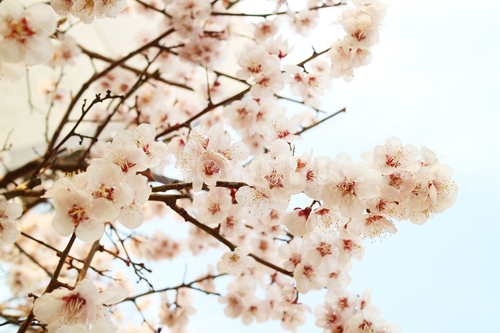 벚꽃,봄,꽃,꽃송이,분홍,분홍꽃,벚나무,클로즈업,식물,자연,아름다움,봄,계절,spring,season,식물,자연,plants,nature,꽃,flower,plant,blossom,cherry blossom