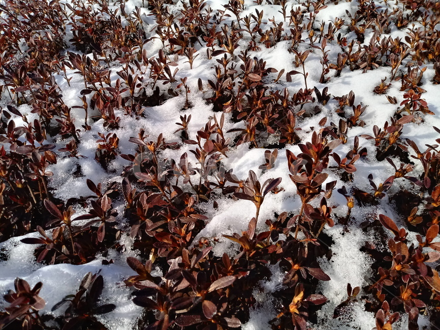 겨울,눈,식물,나무,snow