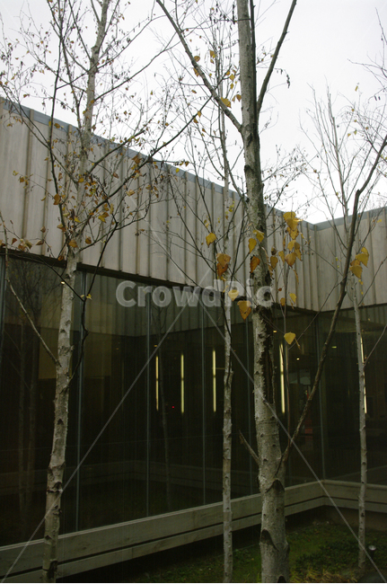 자작나무,창,건물,건축,식물,plant,나무,건축물,건물외관,exterior,building,structure,architecture,construction