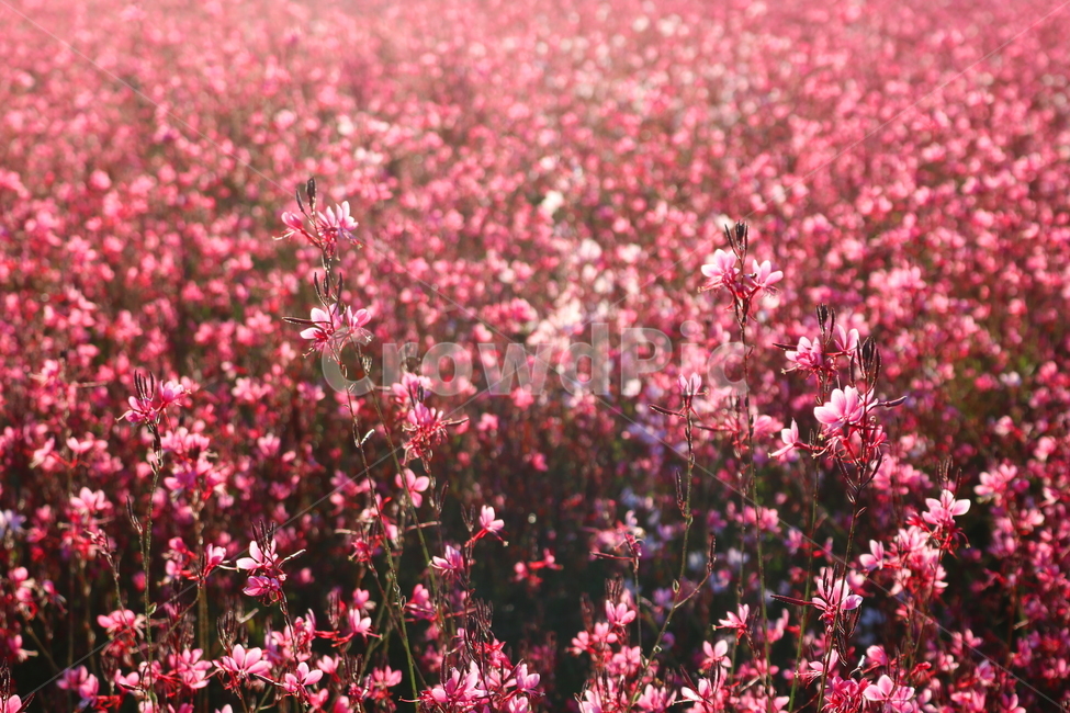 꽃,가우라,분홍바늘꽃,식물,자연,꽃밭,분홍꽃,식물,자연,plants,nature,꽃,flower