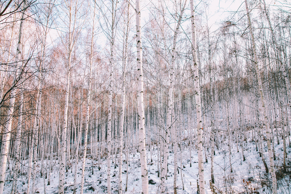 설경,눈풍경,자작나무숲,인제,자작나무,풍경,풍경사진,여행사진,여행,자연,nature,landscape,식물,plants,나무,trees,wood,흑백,모노톤,monochrome,blackandwhite,감성,한국자연풍경,한국자연경관,koreanlandscape,눈꽃,원대리,배경,백그라운드,snow,겨울,계절,winter,season,자연,풍경,nature,landscape,식물,plants,나무,trees,wood,감성,sensible,feeling,outdoors,옥외,눈,tree,plant