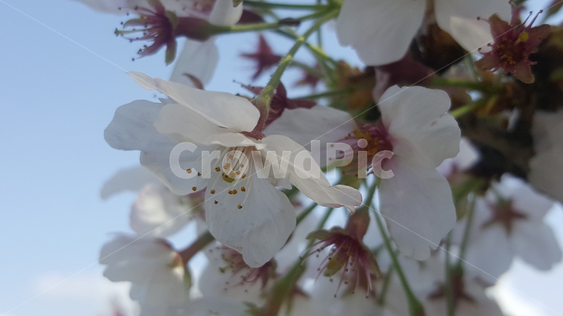 벚꽃,봄,꽃잎,cherryblossom,spring,봄,계절,spring,season,식물,자연,plants,nature,꽃,flower,plant