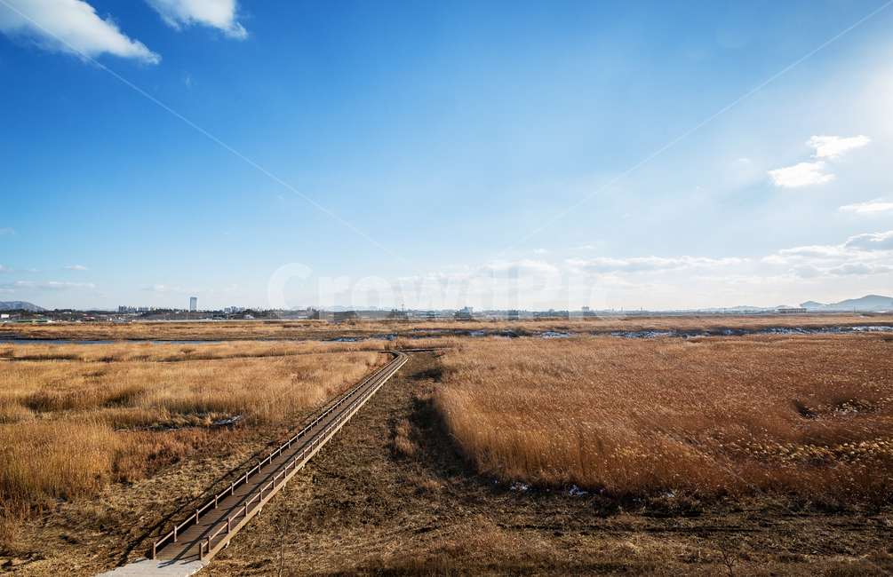 억세,갈대,산책로,공원,야외,가을,계절,fall,autumn,season,railway,철도,rail,레일,transportation,교통,train track,기찻길,gravel,자갈,dirt road,흙길,road,도로