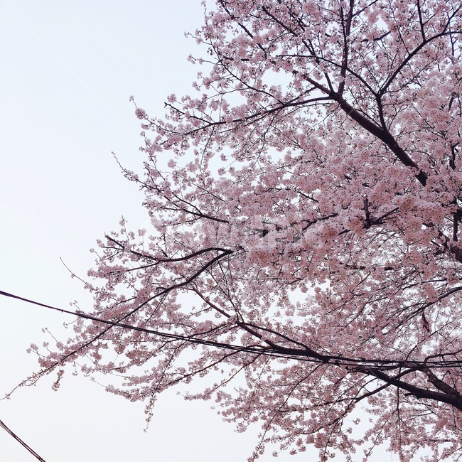 벚꽃,봄,핑크,하늘,꽃,봄,계절,spring,season,식물,자연,plants,nature,꽃,flower,plant,blossom,cherry blossom