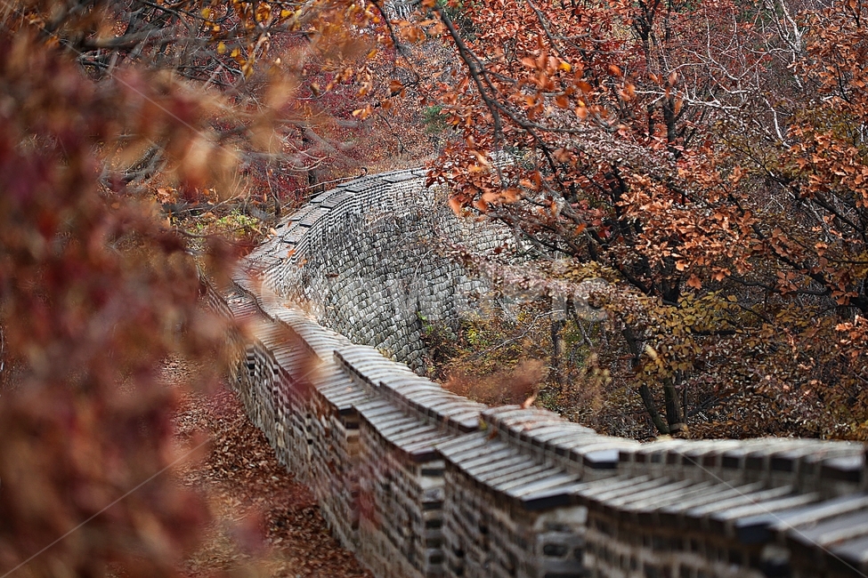 남한산성,성,성곽,단풍,낙엽,길,둘레길,담,돌담,가을,자연,풍경,벽,울긋불긋,산성,식물,가을,계절,fall,autumn,season