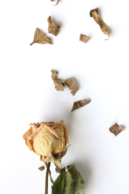 brown,decoration,driedflowers,dry,flower,green,leaf,natural,nature,plant,romantic,rose,topview,white,yellow,갈색,브라운,나뭇잎,잎,가루,말린,건조,드라이,드라이플라워,자연,식물,장미,노란장미,로즈,로맨틱,흰배경,탑앵글,탑뷰,플라워,꽃,꽃,flower