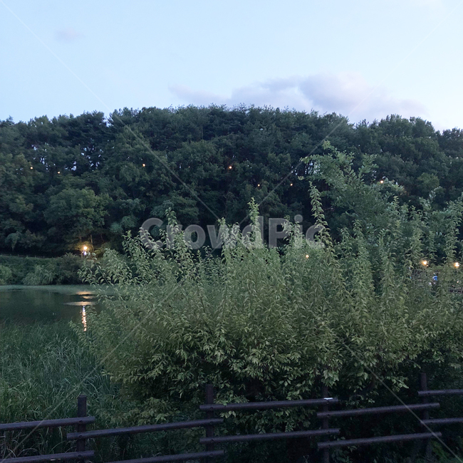 나무,호수,자연,산책,하늘,힐링,녹색,푸름,자연,풍경,nature,landscape,tree,plant,식물,fir,전나무