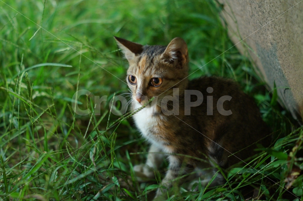 동물,고양이,냐옹,새끼,아기고양이,동물,animal,고양이,cat,kitten,kitty,포유류,mammal