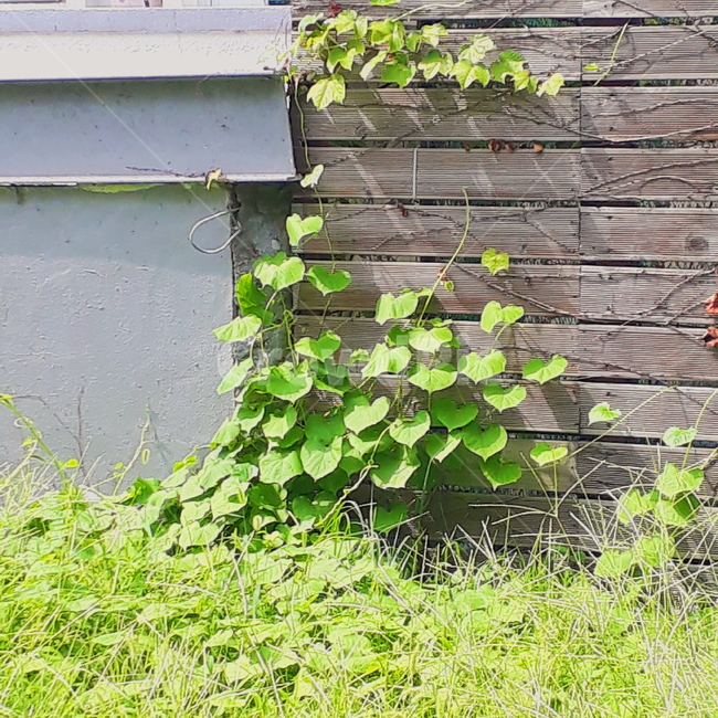 담쟁이,식물,담쟁이덩쿨,잎사귀,덩쿨,식물,자연,plants,nature
