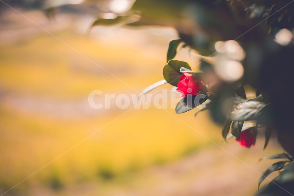 동백,동백나무,동백꽃,식물,꽃,식물,자연,plants,nature,꽃,flower
