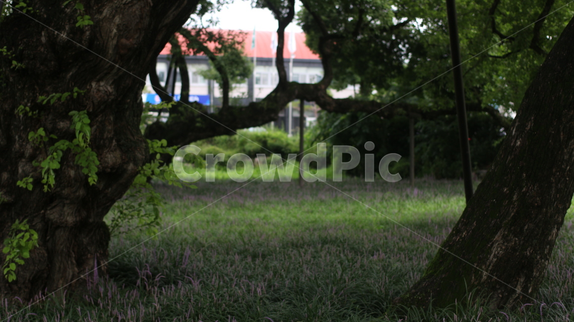 맥문동,숲,자연,풍경,꽃,나무줄기,tree,나무,plant