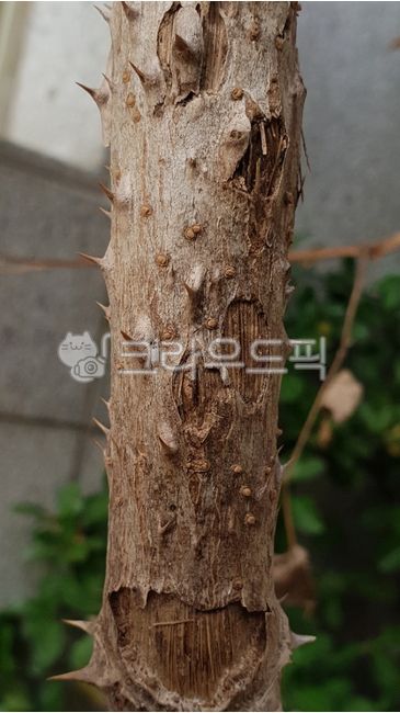 exterior,pattern,skin,feel,Aralia,outer surface,aralia,angelicatree,fell,tree bark,plants,bark,design,thorn,surface,nature,woody plant,texture,tree,araliaelata,prickle,plant,aralia tree,stem