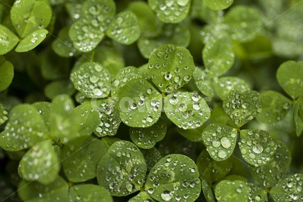 클로버,녹색,물방울,이슬,그린,크로버,행운,싱그러움,nature,green,grass,design,clean,leaf,raindrop,dew,droplet,freshness,morning