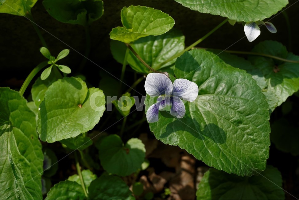 종지나물,제비꽃,미국제비꽃,봄꽃,보라색,식물,bloom,flower,spring,nature,season,흰색