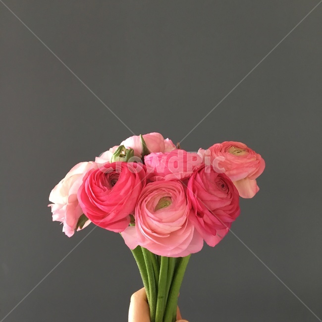 꽃,꽃다발,라넌큘러스,선물,핑크,식물,꽃꽂이,flower,pink
