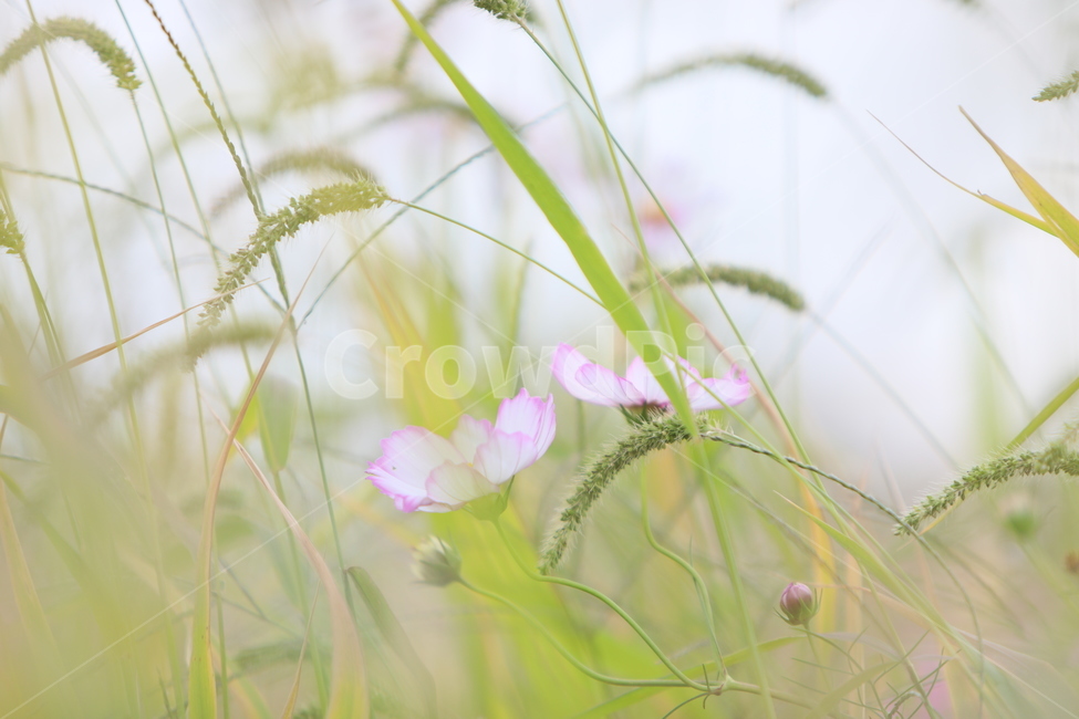 코스모스,가을풍경,가을꽃,꽃,아름다움,가을,계절,fall,autumn,season,식물,자연,plants,nature,꽃,flower,grass,잔디,plant