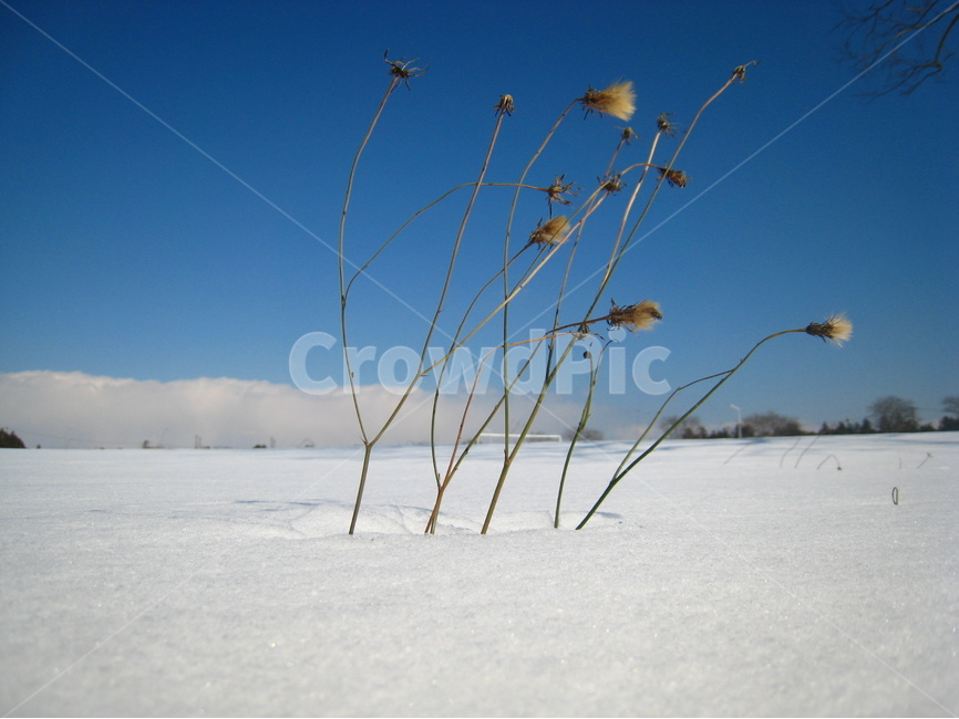 눈밭,마른꽃,하늘,파란하늘,구름,겨울,눈,배경,감성,snowfield,snow,dryflower,winter,sky,blue,background,wallpaper,cloud,겨울,계절,winter,season,식물,자연,plants,nature