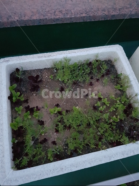 새싹,코스모스새싹,상추새싹,옥상화분,스티로폼화분,식물,자연,plants,nature,채소,야채,vegetables