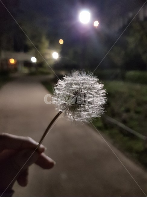 민들레씨,꽃,밤,야경,밤공원,민들레