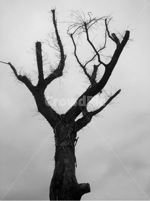 나무,사목,고사목,감성,흑백나무,흑백사진,식물,자연,plants,nature,나무,trees,wood,흑백,모노톤,monochrome,black and white