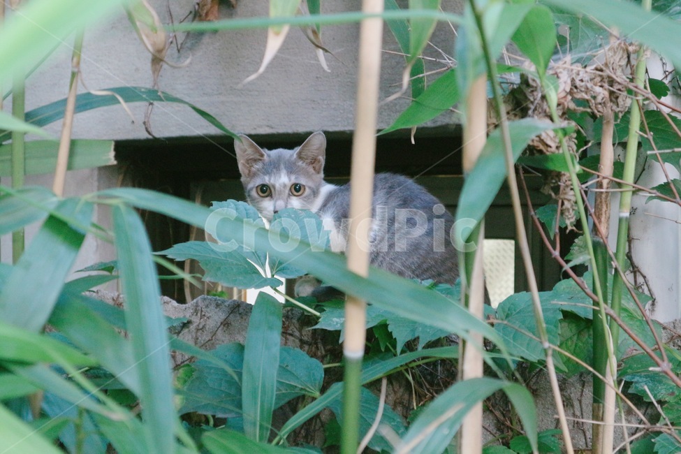 고양이,길고양이,cat,kitten,풀밭,풀,동물,animal,포유류,mammal,고양이,cat,kitten,kitty
