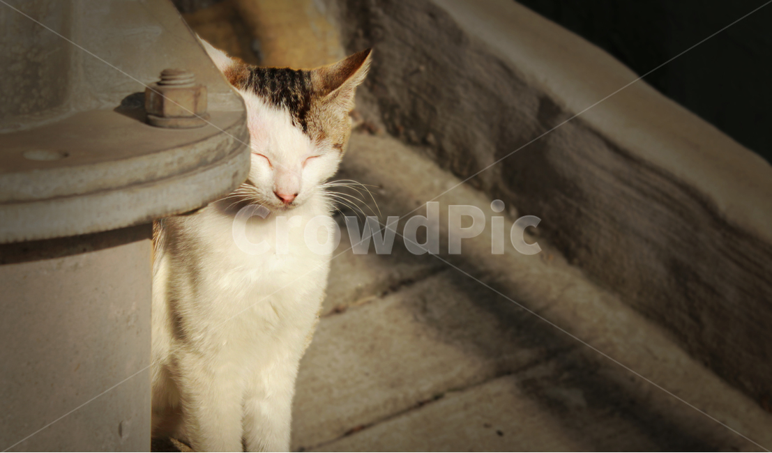 고양이,cat,猫,귀여움,길고양이,네코,찡긋,동물,animal,포유류,mammal,고양이,cat,kitten,kitty
